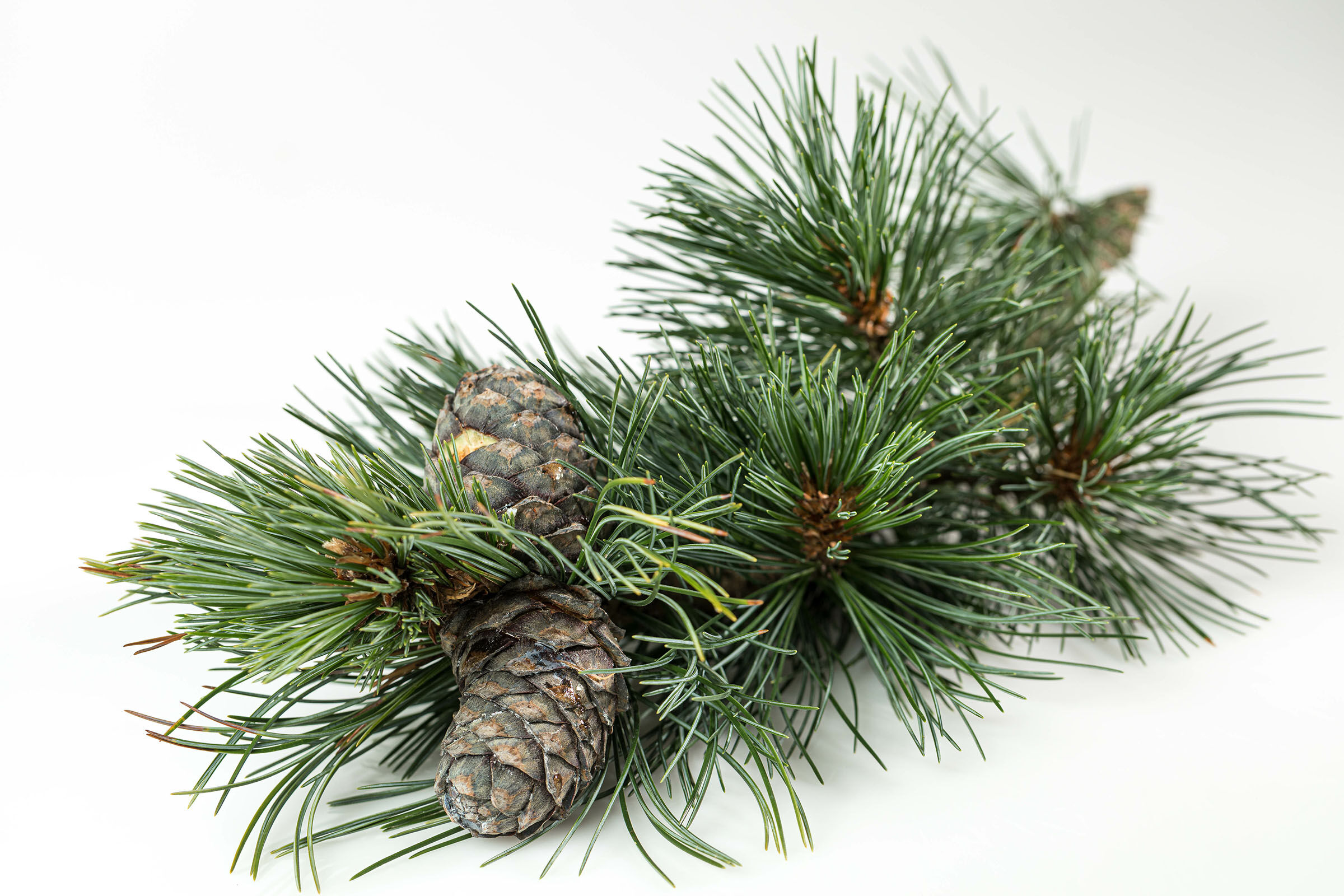 Zirbenast mit Zapfen Zirbenast mit Zapfen