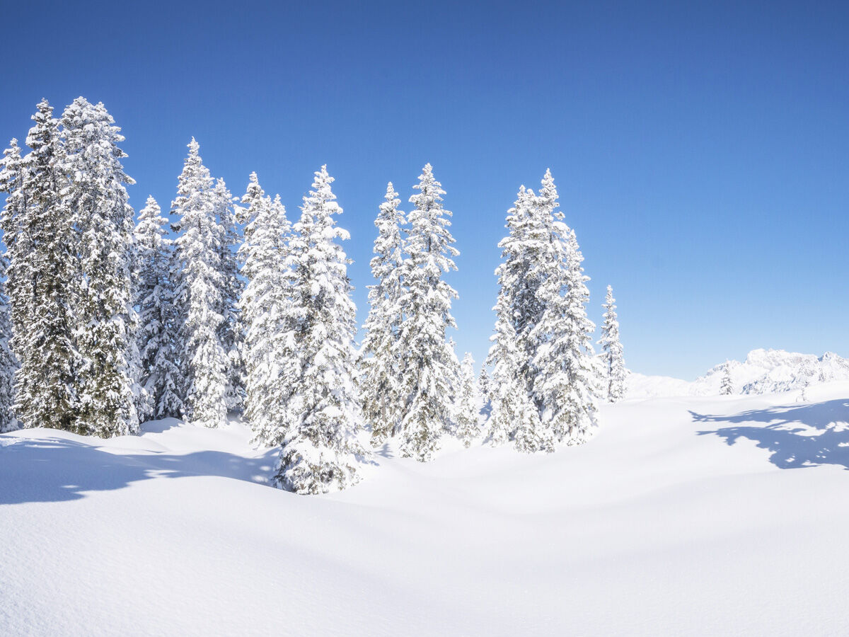 Baum, Tanne, Kiefer, Natur, Landschaft, 