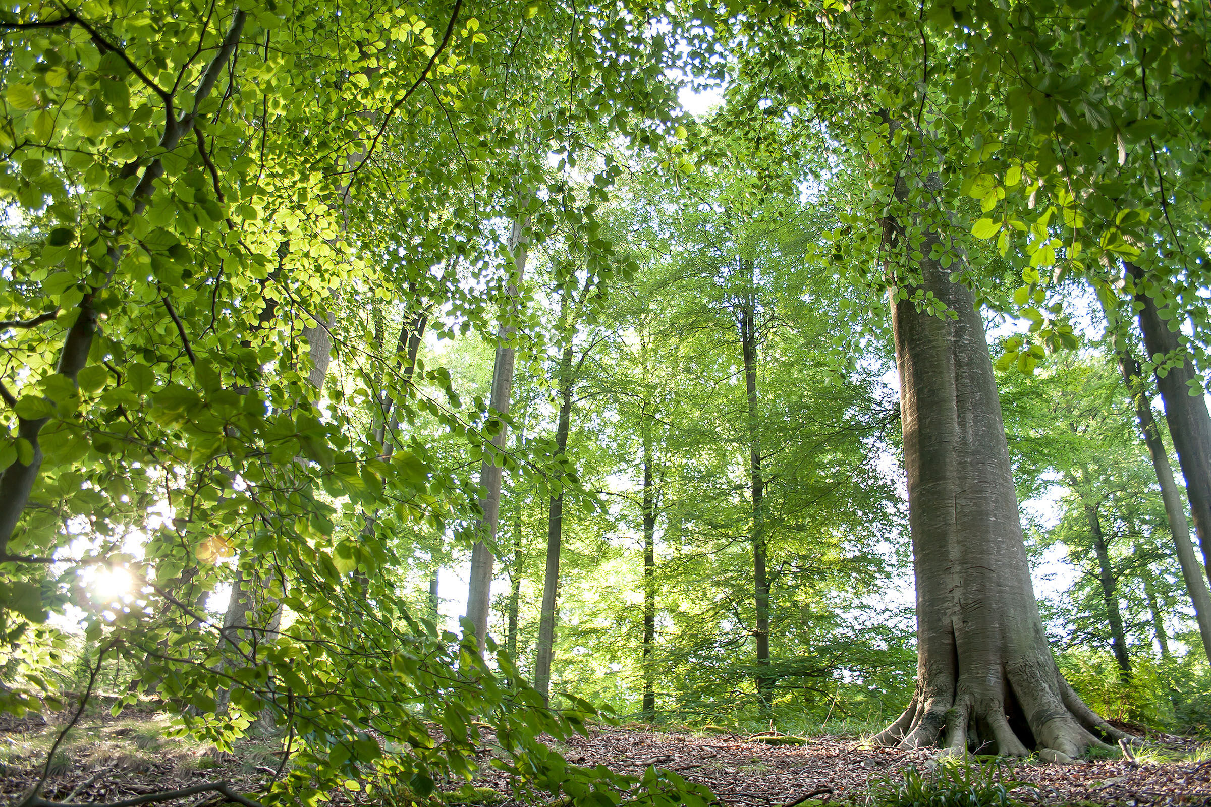 Wald, Baum, Blätter, Waldboden, Baumstamm, Wald aus Buche Bäume