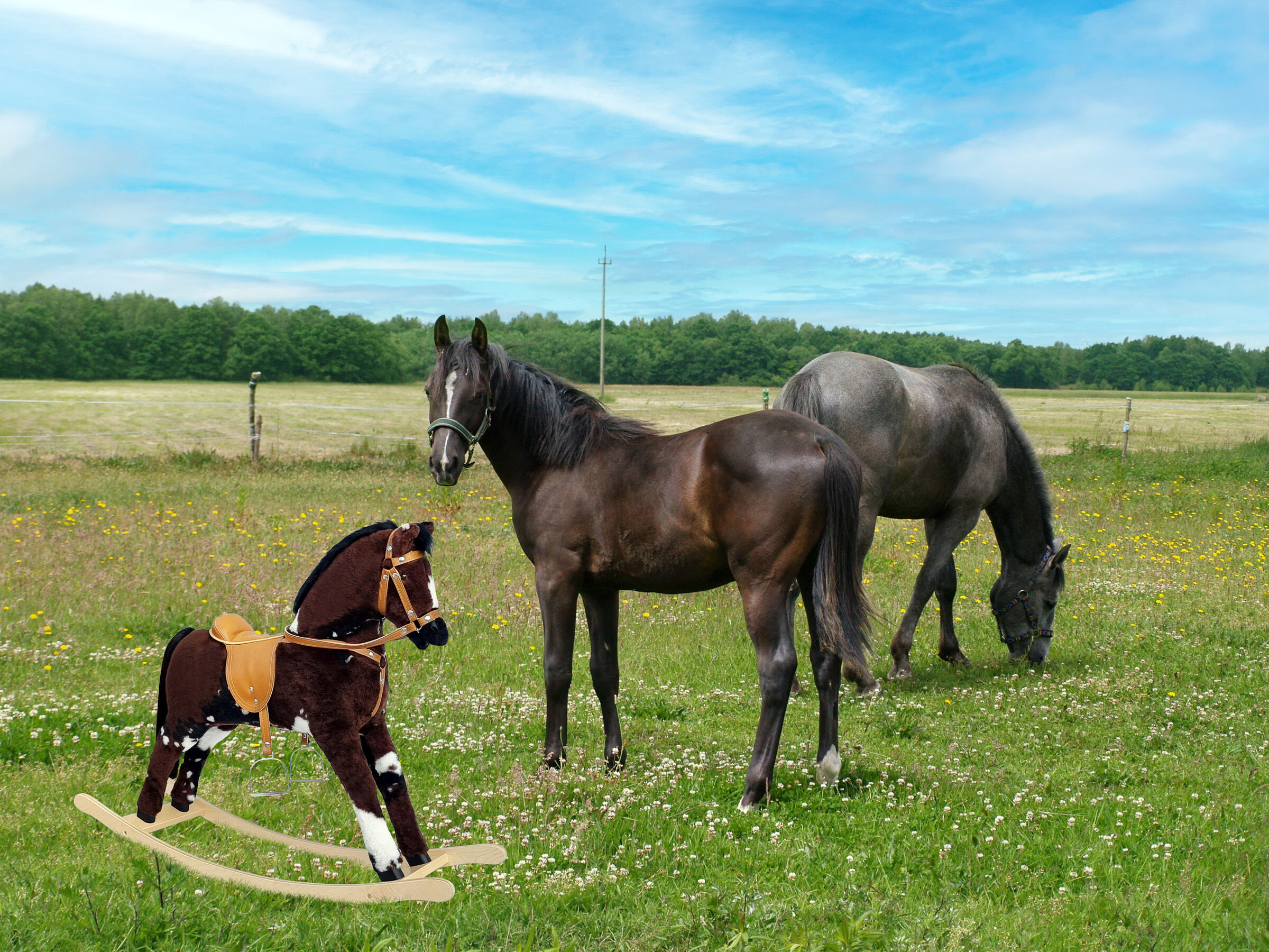Pferd, Pferde, Wiese, Feld, Ratscheler, Pferdekoppel mit Holzschaukelpferd
