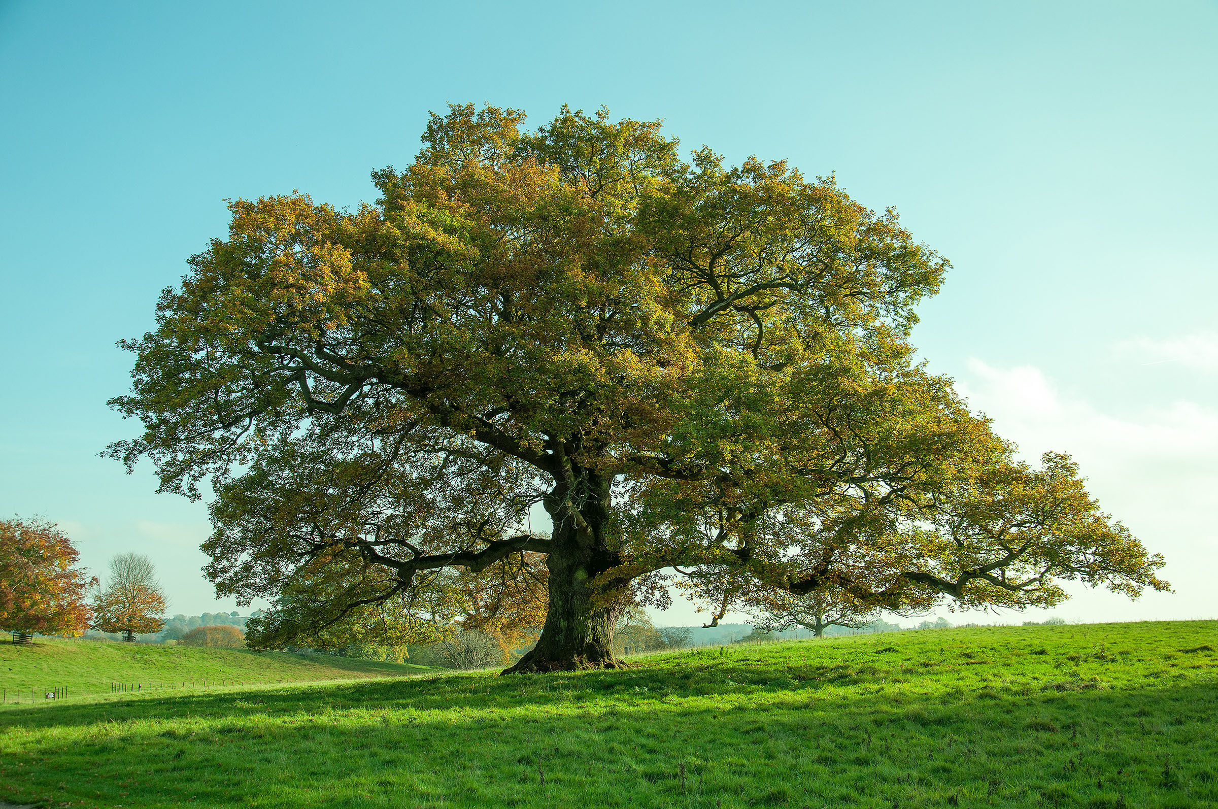 Baum, Eiche, Landschaft, Gras, Wald, Eiche Baum