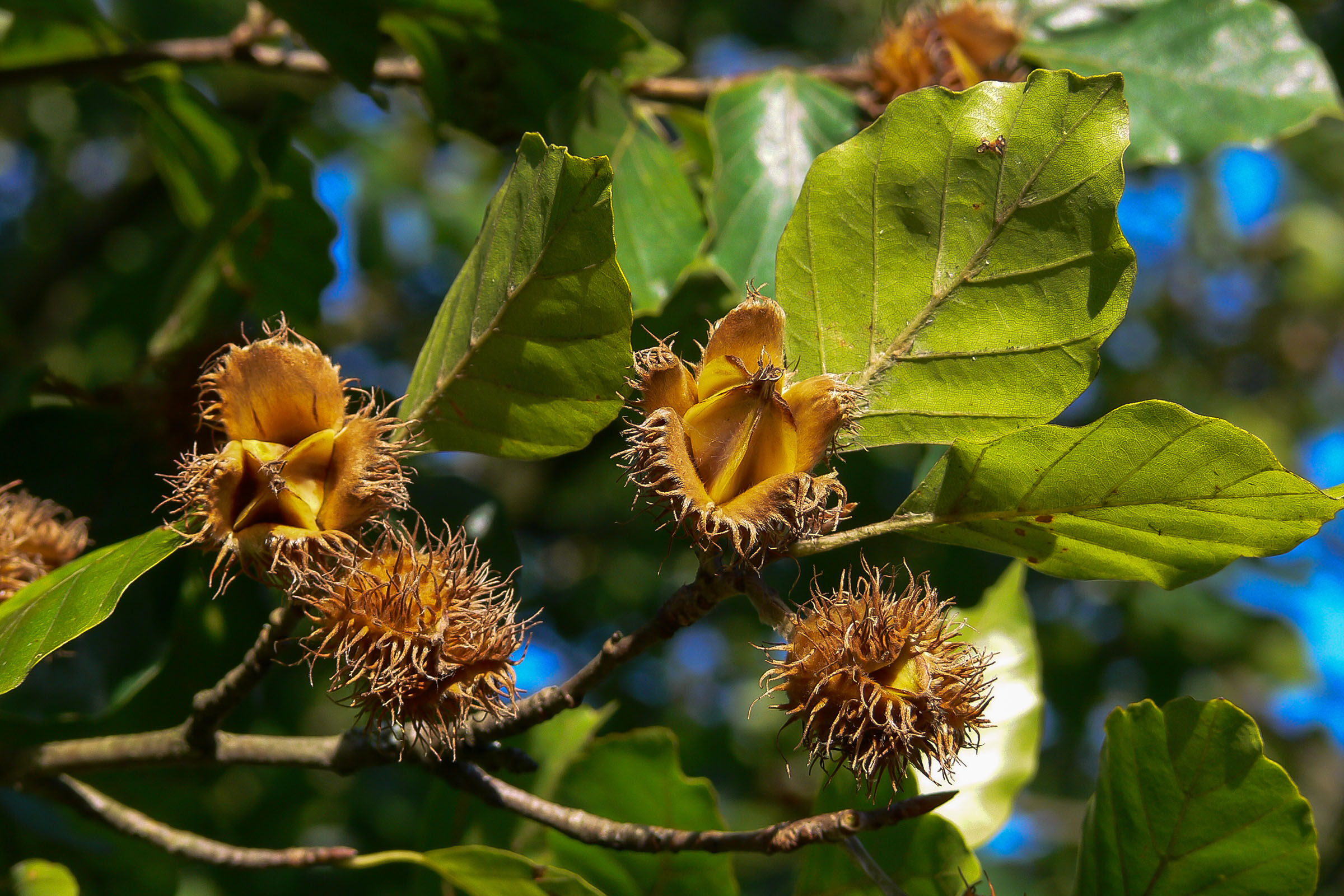 grüne blätter, braune samenkapseln, Holzpflanze, Fruchtkapseln, kleine traubenartige blüten, Früchte des Buche-Baums