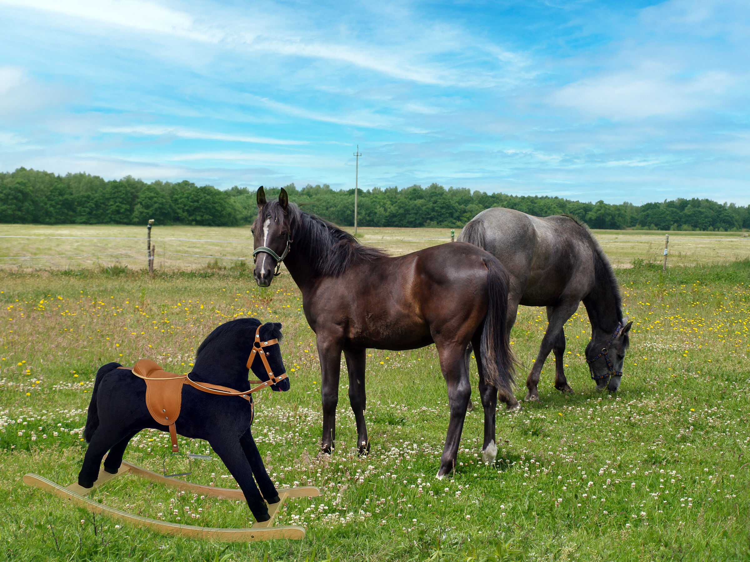 Pferd, Pferde, Hengst, Sattel, Raseneinrichtung, Pferd in der Wiese