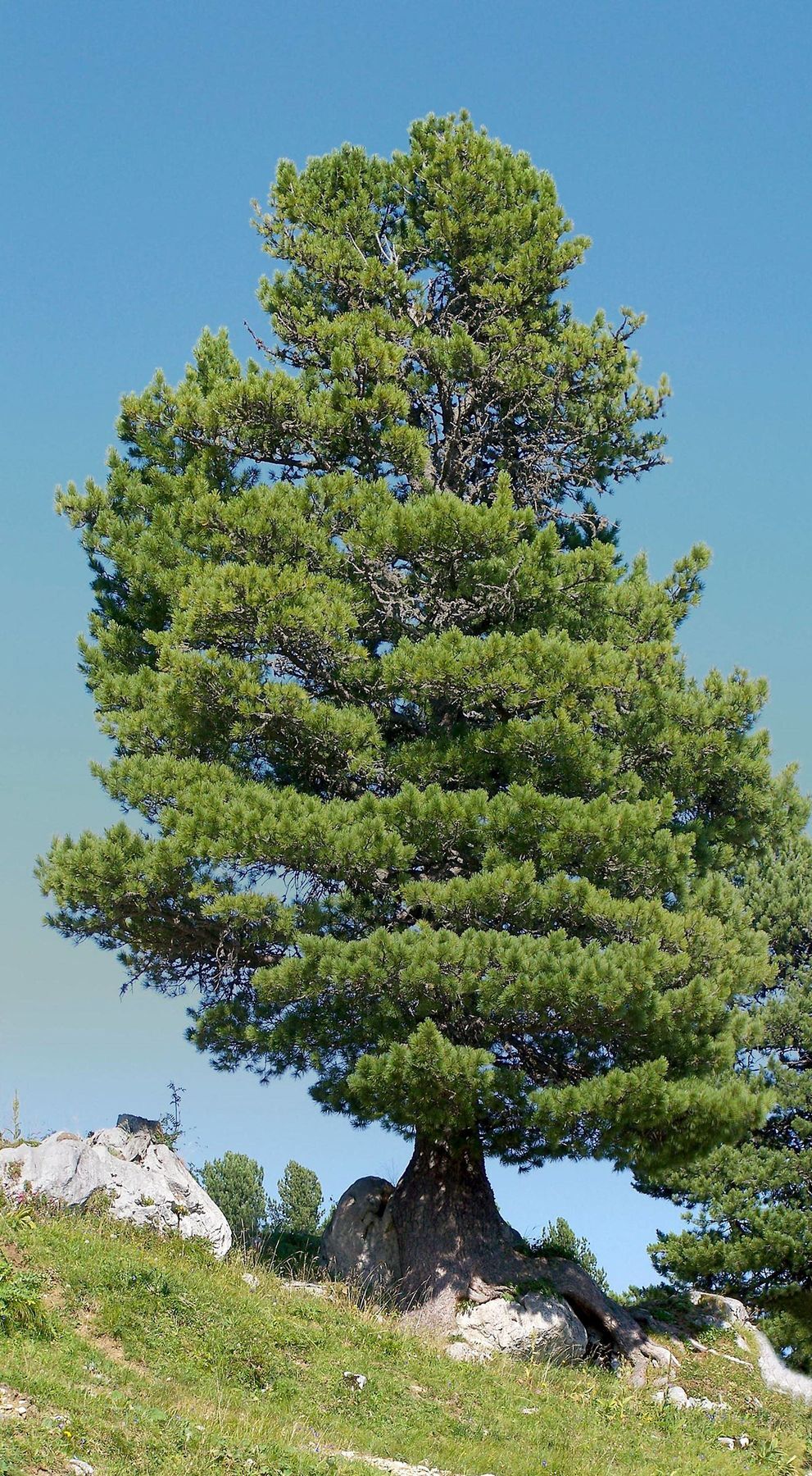 Kiefernbaum, Nadelbaum, immergrün, Freiluft, felsiger Untergrund, Zirbenbaum
