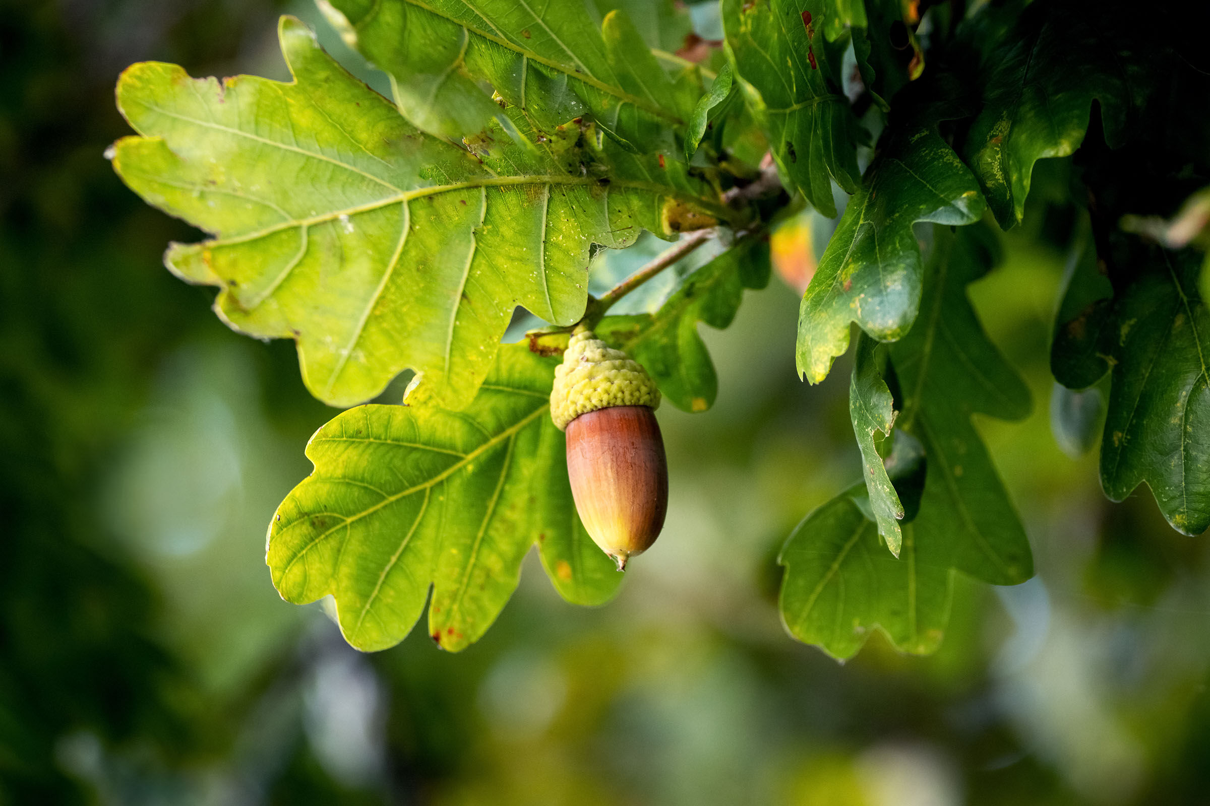 Eichel, Eichelkapsel, Eichelbaum, Eiche, Acorn, Eiche Baum