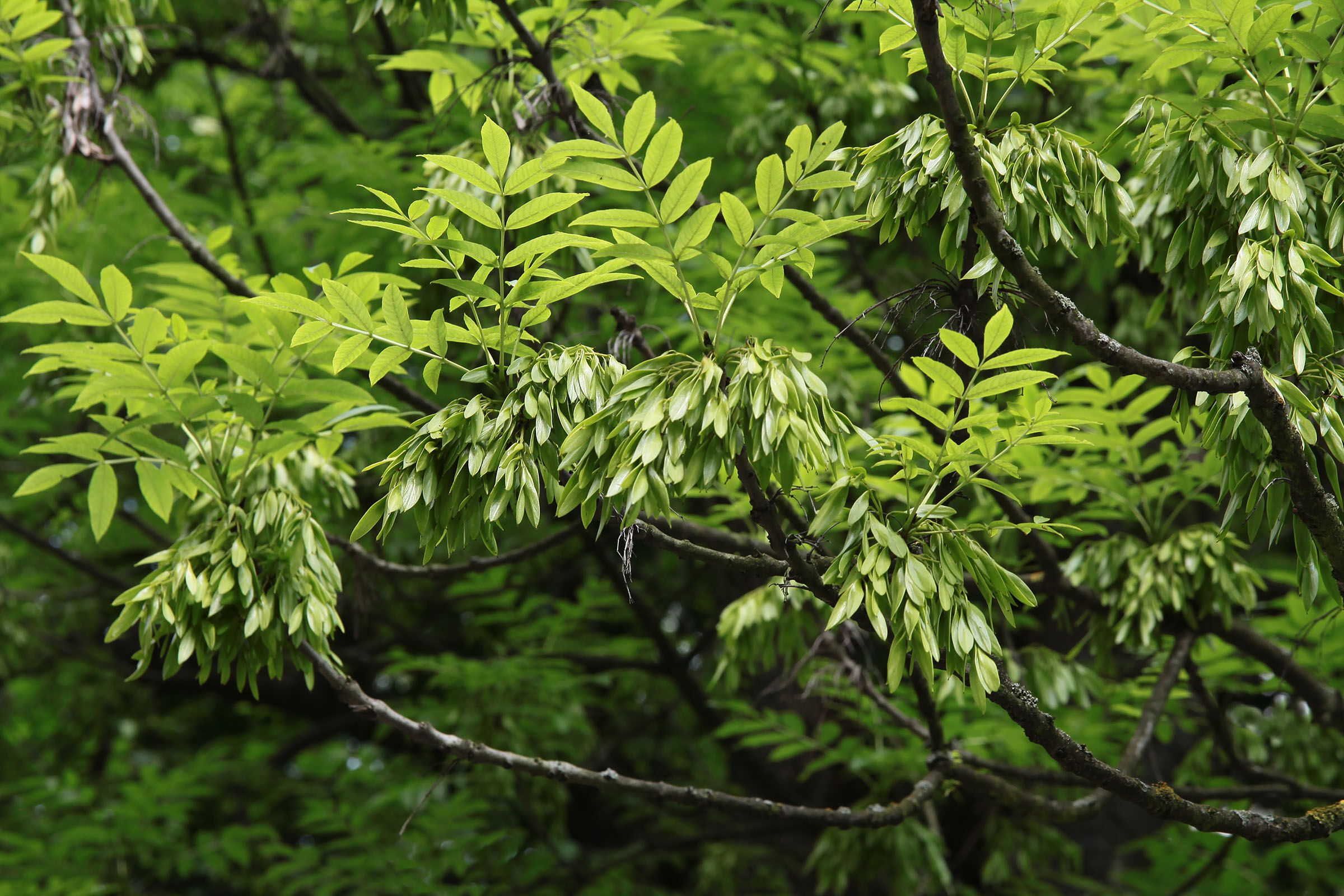 Baum, grüne Blätter, Zweig, Laub, Blätter clusters, Eschenbaum